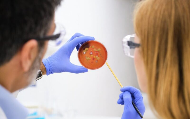 Scientists evaluating bacterial colony growth on a Petri dish