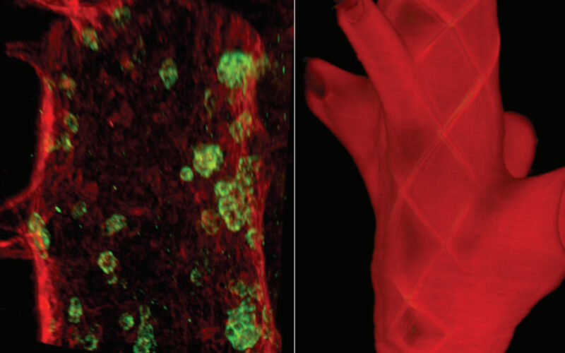 3D model of blood flow in the aorta. Credit: Catherine Robin.