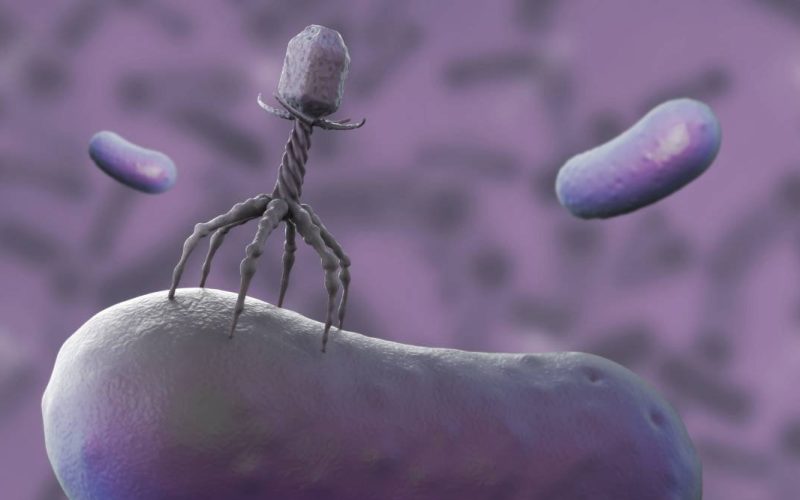 3D rendering of a bacteriophage