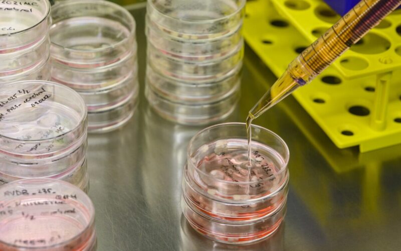 A pipet hovers over a petri dish