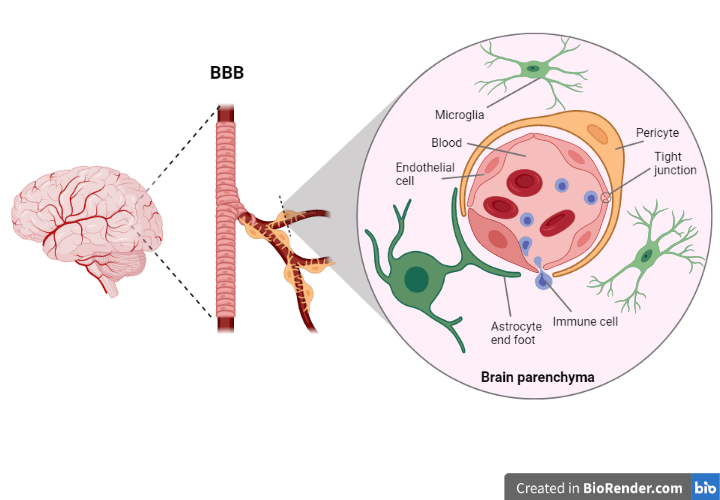 Illustration of bloodvessel and the blood brain barrier