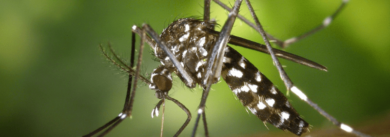 Picture of a mosquito