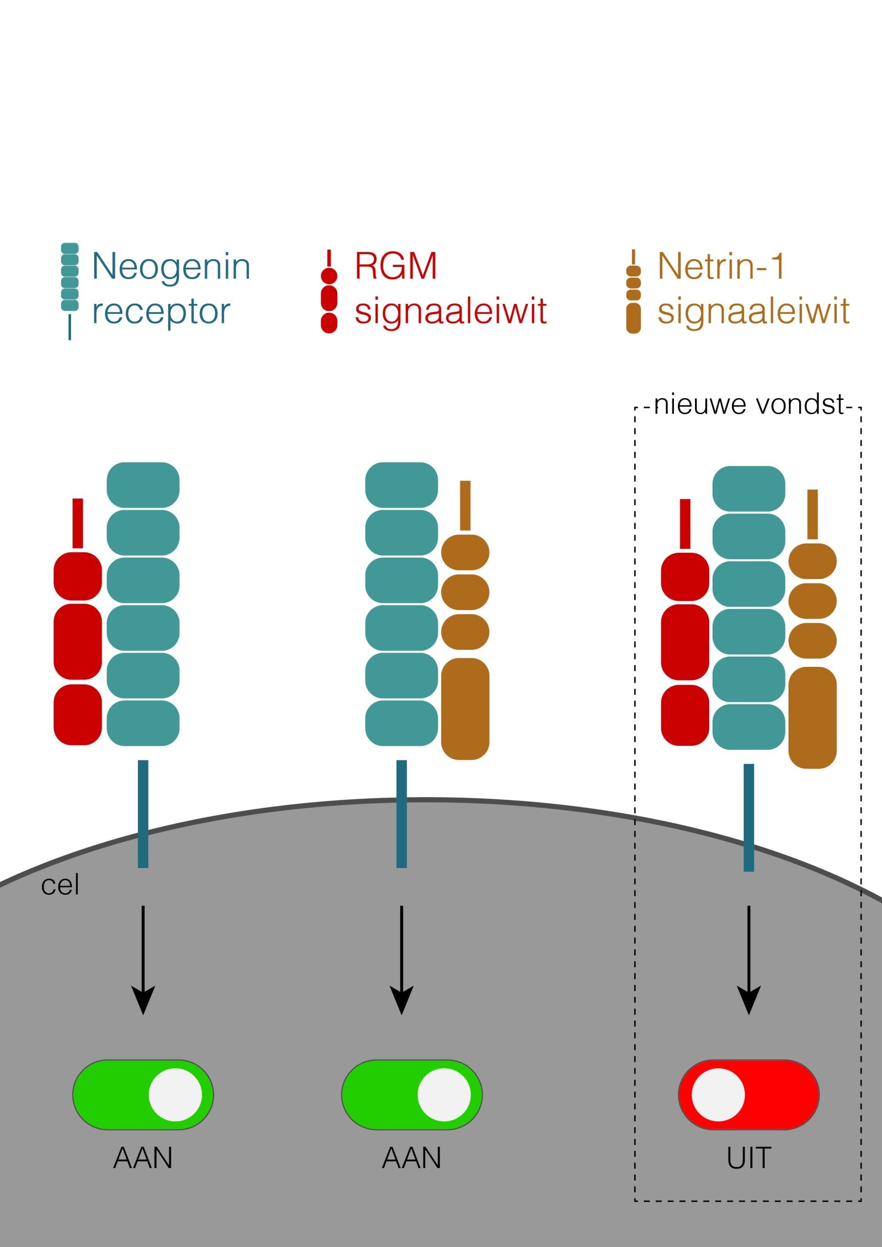 Figure from paper illustrating signal proteins