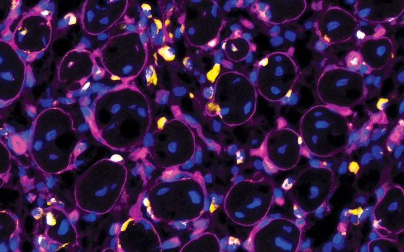 Microscopic image of muscle stem cells