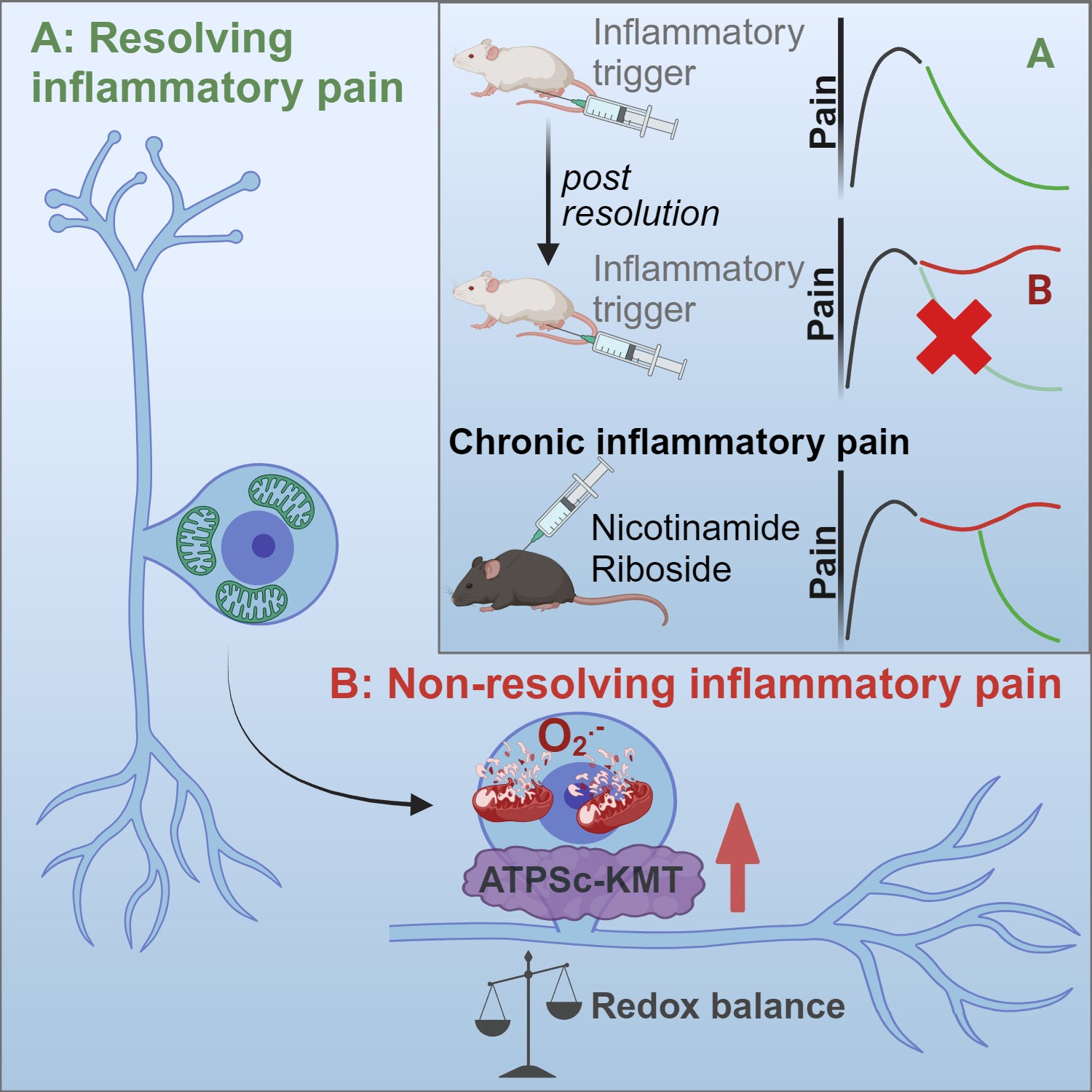 Graphical abstract about chronic pain