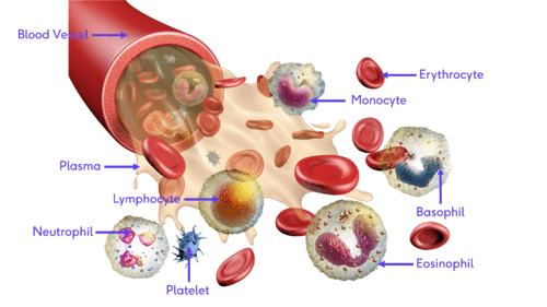 Illustration of different blood cells