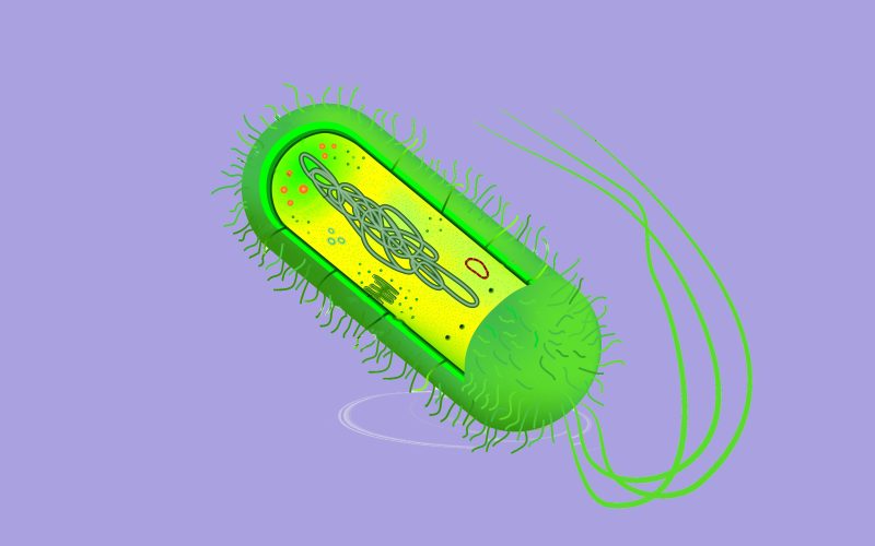 Illustration of a plasmid in a bacteria
