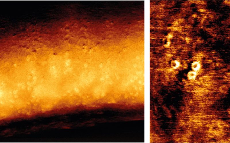 Microscopic images of pore formation in a bacterial cell wall