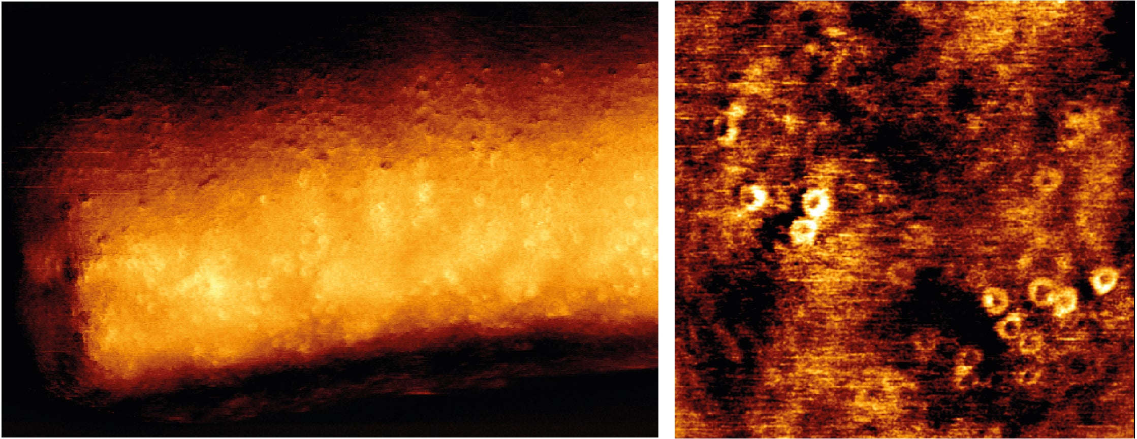 Microscopic images of pore formation in a bacterial cell wall