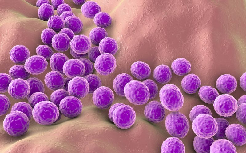 Illustration of the bacterium Staphylococcus aureus