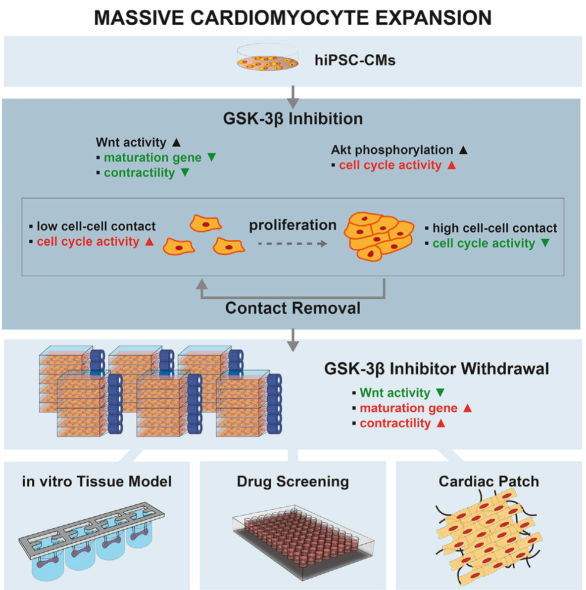 Illustration of the procedure to expand cardiomyocytes