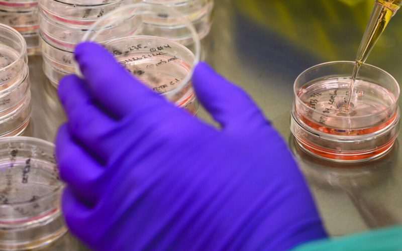 A gloved hand holds a petri dish.