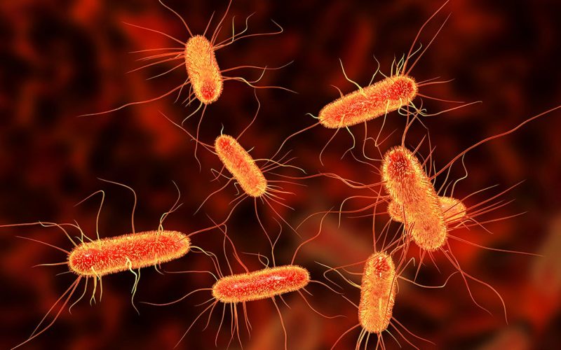 Illustration E. coli