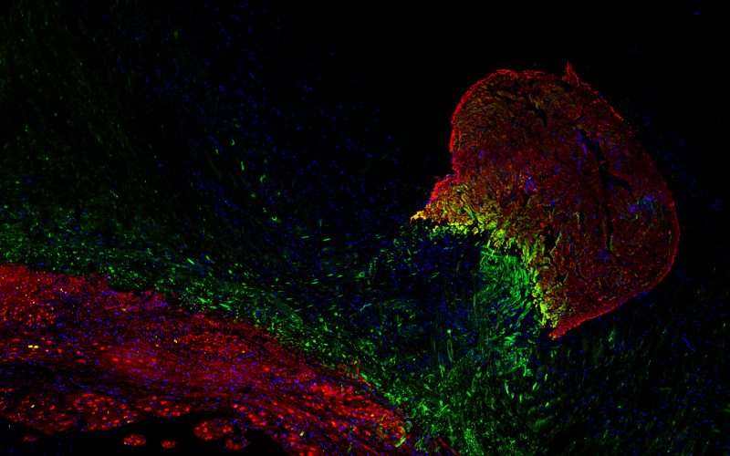 Artistic representation of heart regeneration: Hmga1 in green symbolically flows from the border zone of a zebrafish heart (top right) to the injured border zone of a mouse heart (left). Red highlights heart muscle cells, while blue marks general cell nuclei.