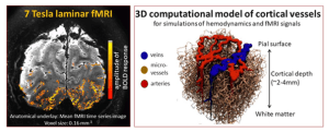 Functional brain Imaging, ultra-high field laminar fMRI, neurovascular response modelling