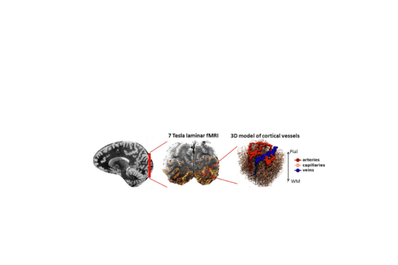 Header Functional Brain Imaging