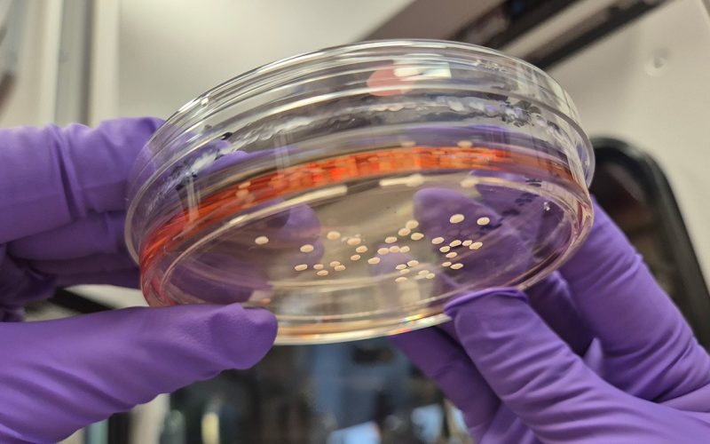 ERC Starting Grant Noelia Anton Balanos