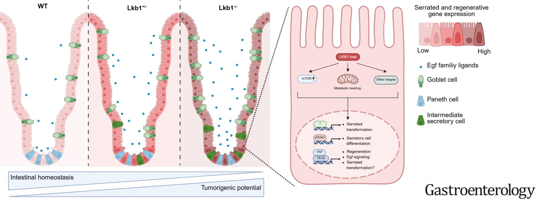 graphical abstract Peutz-Jeghers syndrome