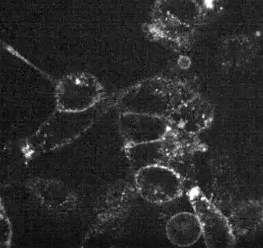 Cells treated with SureTACs - the protein completely disappears after treatment starts.