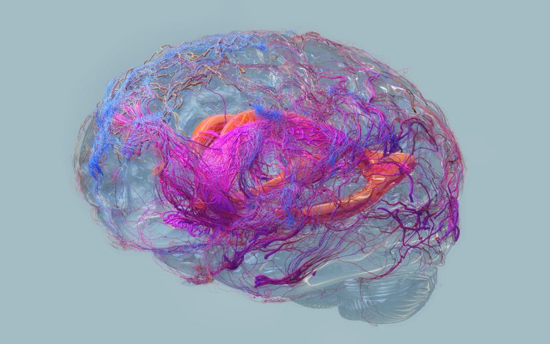 A map of the brain