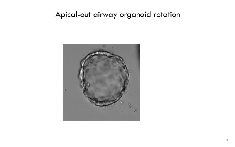 4. apical-out organoid rotation_BA
